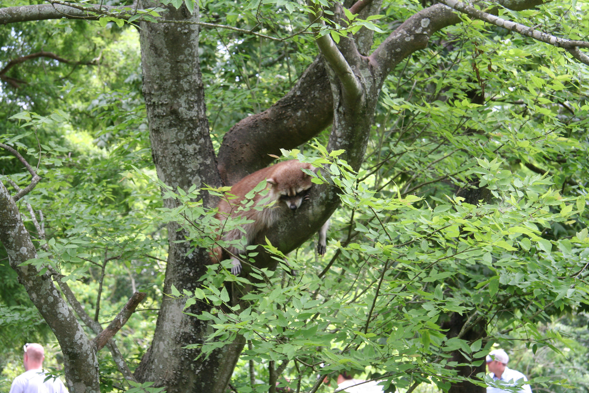 Nordamerikanischer Waschbär/Raccoon